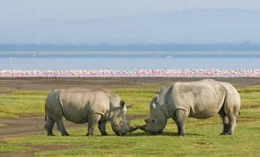 A game drive through Nakuru National Park includes the lake and the park