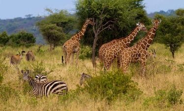 Animals in Maasai Mara - masai mara wildlife, kenya tours