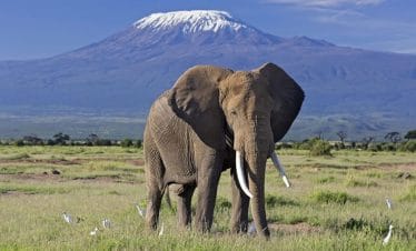 Combine a Kenyan Premium Park with the Majestic Kilimanjaro