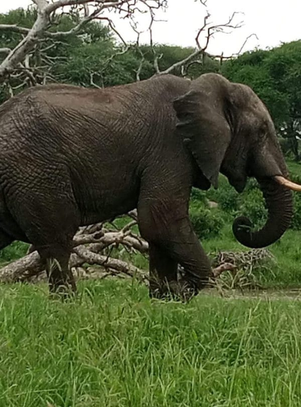 Hiking Elephant Hill Aberdare.