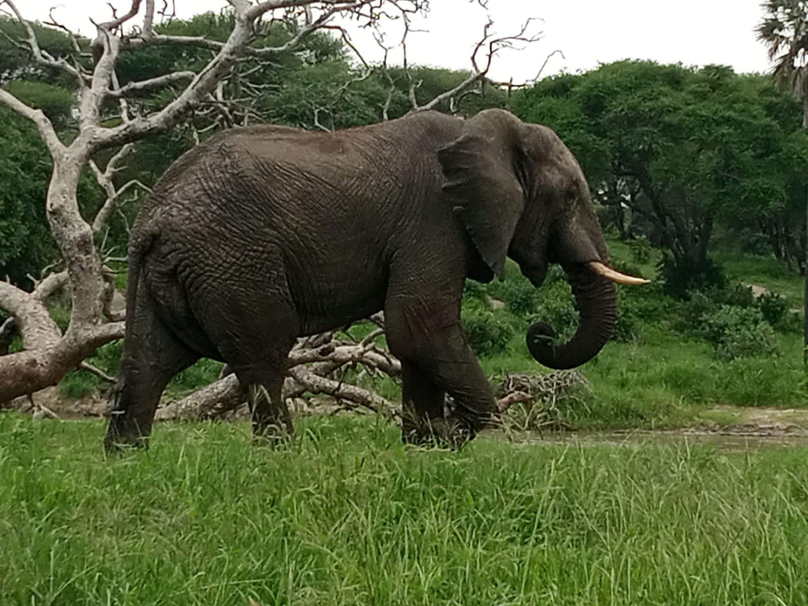 Hiking Elephant Hill Aberdare.