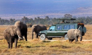 maasai mara game drive