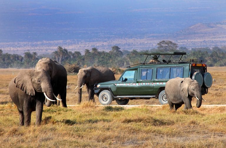 maasai mara game drive